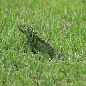 Green Iguana photo