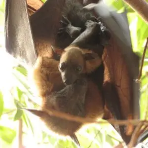 Lyle's Flying Fox photo