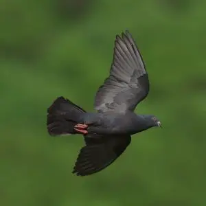 Tamduva / Domestic Pigeon
