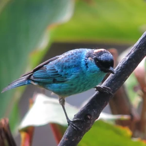 Golden-naped tanager