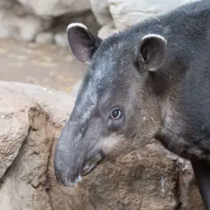 Tapir Profile