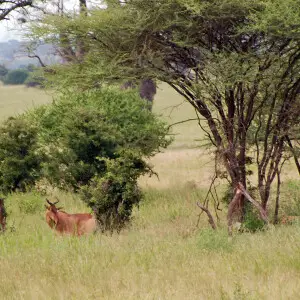 Coke's Hartebeest (Alcelaphus buselaphus cokii) or Kongoni is a grassland antelope native to Kenya and Tanzania.