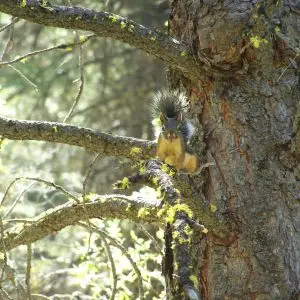Tassel-eared squirrel