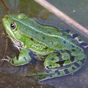 Edible frog