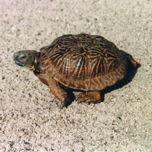Desert box turtle