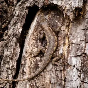 Texas Spiny Lizard