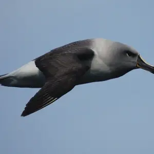 A Grey-headed Albatross flying in Southern Ocean, Drake's Passage.