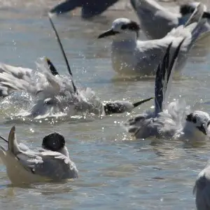 Cabot's Terns, bathing, Bradenton Beach, Florida