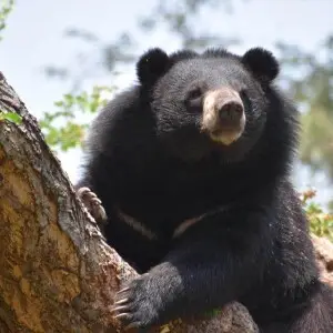 The Himalayan black bears go in hibernation during winters. To survive this winter period, the bears need to eat and store fats before they go to hibernate. The changing weather pattern often results in a lack of available natural food and as a result, th