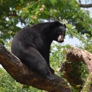 Asiatic Black Bear photo