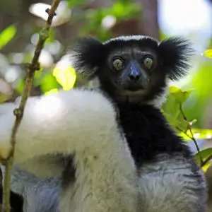 The singing Lemur: Indri