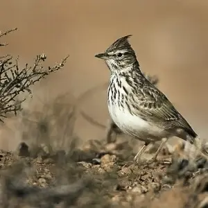 Thekla Lark - Marocco 07_3582