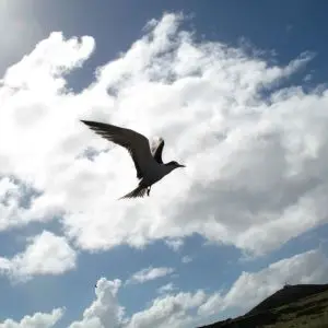 They call the sooty tern, the wideawake