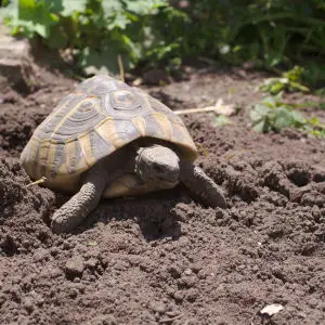 They nest 7 (Hermann's tortoise)