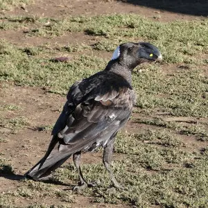 A Thick-billed Raven (corvus crassirostris) near Sankaber Camp in the Simien Mountains National Park, Ethiopia