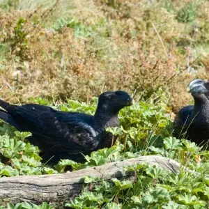 I came across this charming pair of Thick-billed Ravens (Corvus crassirostris) on the grounds of the Simien Lodge in the Simien Mountains of Ethiopia.
According to Wikipedia, the Thick-billed Raven is the largest member of its family, the Corvids, which i