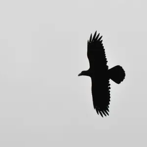 Below the fog. 

corvus crassirostris