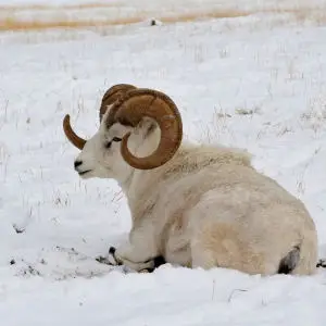 Thinhorn sheep, Yukon Wildlife Preserve