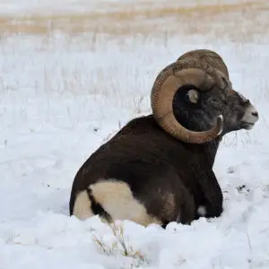 Thinhorn sheep, Yukon Wildlife Preserve