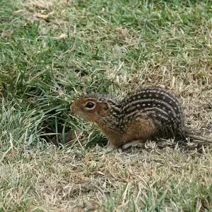 Thirteen-Lined Ground Squirrel - Facts, Diet, Habitat & Pictures on