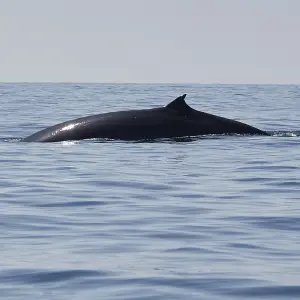 This one is a Bryde's Whale