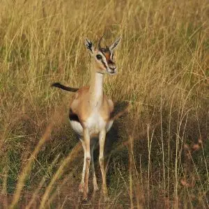 Thomson's gazelle @ Masai Mara