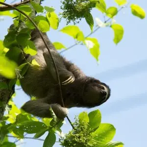Three-toed Sloth-Panama-5-27-12 1