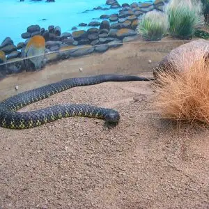Tiger Snake (Notechis) - Australia Zoo