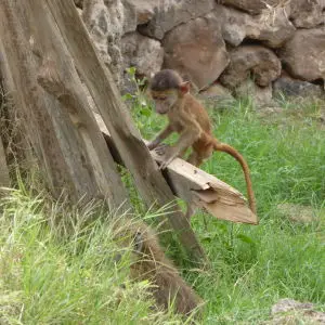 Tiny yellow baboon