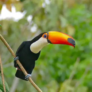 Toco Toucan - Facts, Diet, Habitat & Pictures on Animalia.bio