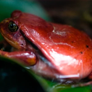 Madagascar Tomato Frog