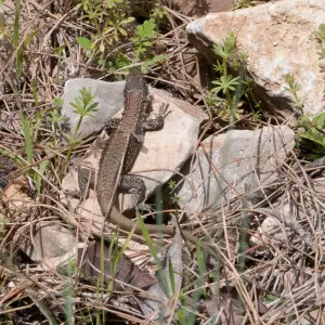 A Danford's Lizard (Anatololacerta danfordi) in the Canyon Kap?kaya, Karaisal? - Adana, Turkey.