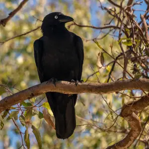 Torresian crows, (Corvus orru), have a sizeable population in 7th Brigade Park. In addition to their usual range of foods they thrive on picnic and BBQ scraps. They are adept at soaking hard bread crusts in water for later consumption. Such a large aggreg