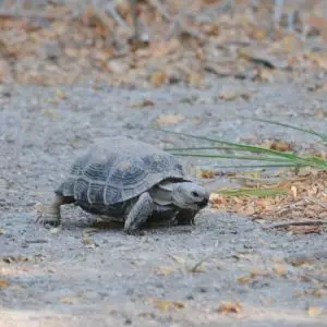 Tortoise, Bentsen-Rio Grande Valley State Park, Texas