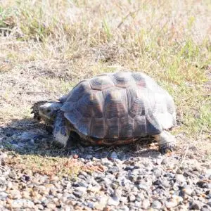 Tortoise, Laguna Atascosa National Wildlife Refuge, Texas