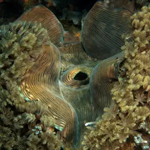 Tricdacna squamosa (Giant clam)