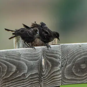 Tricolored Blackbird fem - Oregon - USA_S4E9356