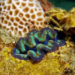 Tridacna crocea giant clam.  Although in the giant clam family this small clam rarely gets more than 10 centimeters long. This species is normally found in shallow intertidal reef flats where its symbiotic zooxanthellae can get the most sunlight for photo