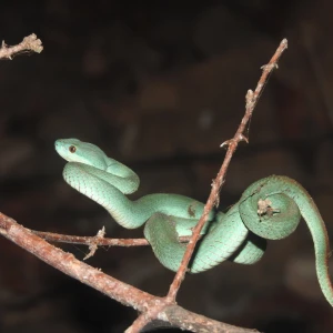 Indonesian Pit Viper