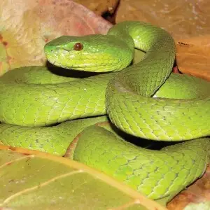 Indonesian Pit Viper