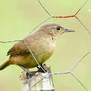 House Wren photo