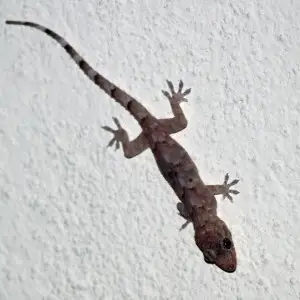Tropical House Gecko - Hemidactylus mabouia