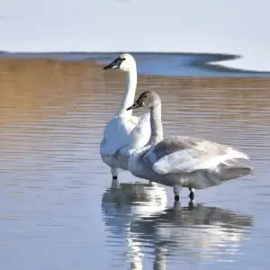 Trumpeter swan on Seedskadee National Wildlife Refuge