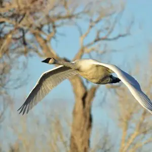 Trumpeter Swan on Seedskadee National Wildlife Refuge