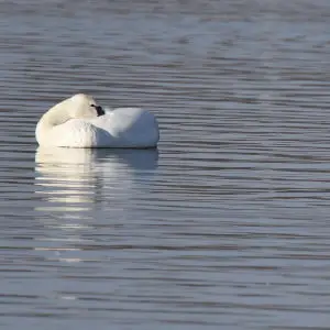 Tundra Swan snoozing