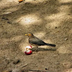 A Bare-eyed Thrush in Trinidad.