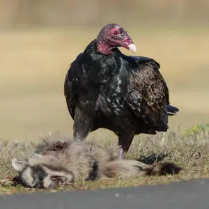 Turkey Vulture (Cathartes aura) with a racoon roadkill