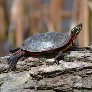 Turtle Stalking