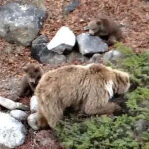 HImalayan Brown Bear With cubs on the trek from Gangotri to Gaumukh in Uttarakhand, India.