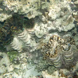 two fluted giant clams Tridacna squamosa